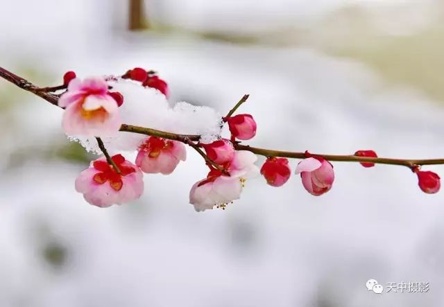 美哭！一场大雪后驻马店居然变成了童话世界