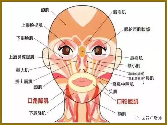 脸部结构图皮肤图片