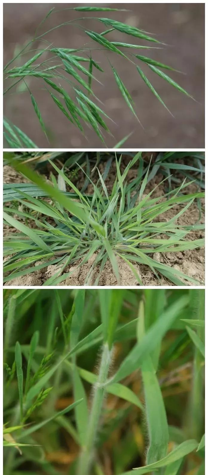 雀麦(二)几种小麦田优势杂草的识别杂草 禾本科杂草,莎草科杂草