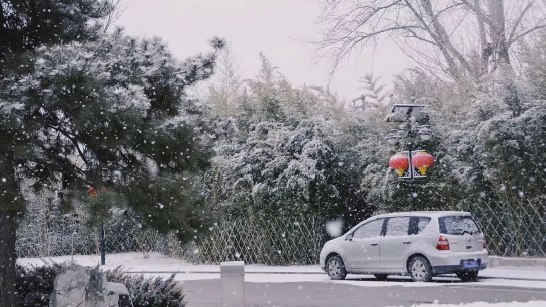 花似雪今来雪如花」坡上雪落犹记故人霜满头似白首摄影:刘露晗 董方源