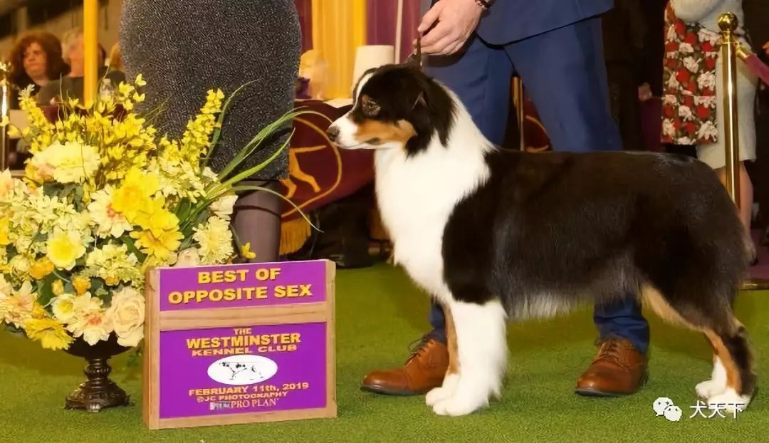 視頻2019年西敏寺犬展澳大利亞牧羊犬bob由澳來國犬舍特約點播