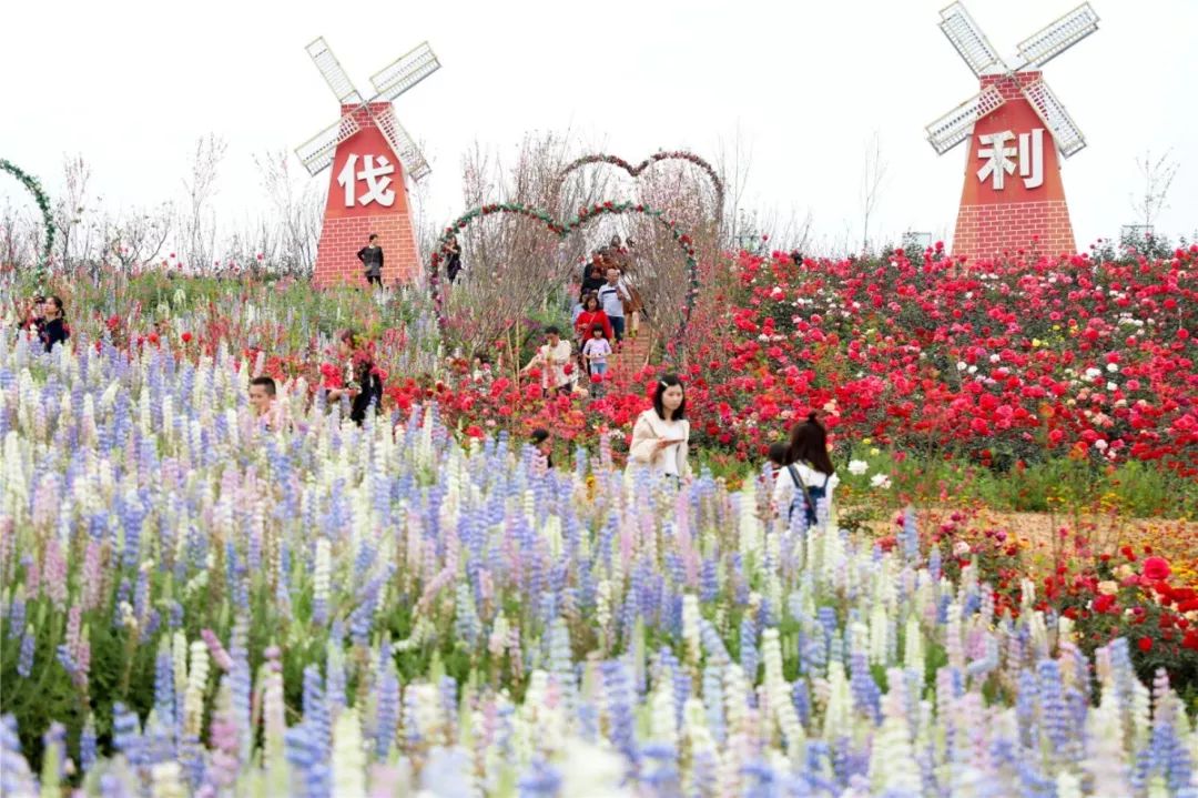 河源哪里有花海景点图片