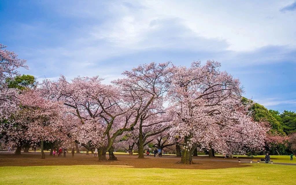 日本樱花(日本樱花季节是几月份)