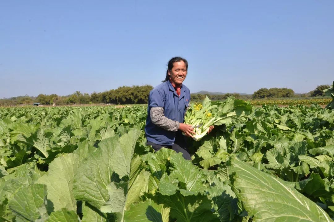 白湖迟菜心好品质好口碑畅销珠三角