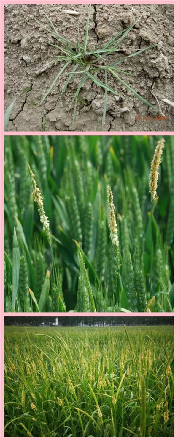 麥仁珠)↓↓麥家公(田紫草)↓↓麥瓶草(麵條菜.羊蹄棵)↓↓王不