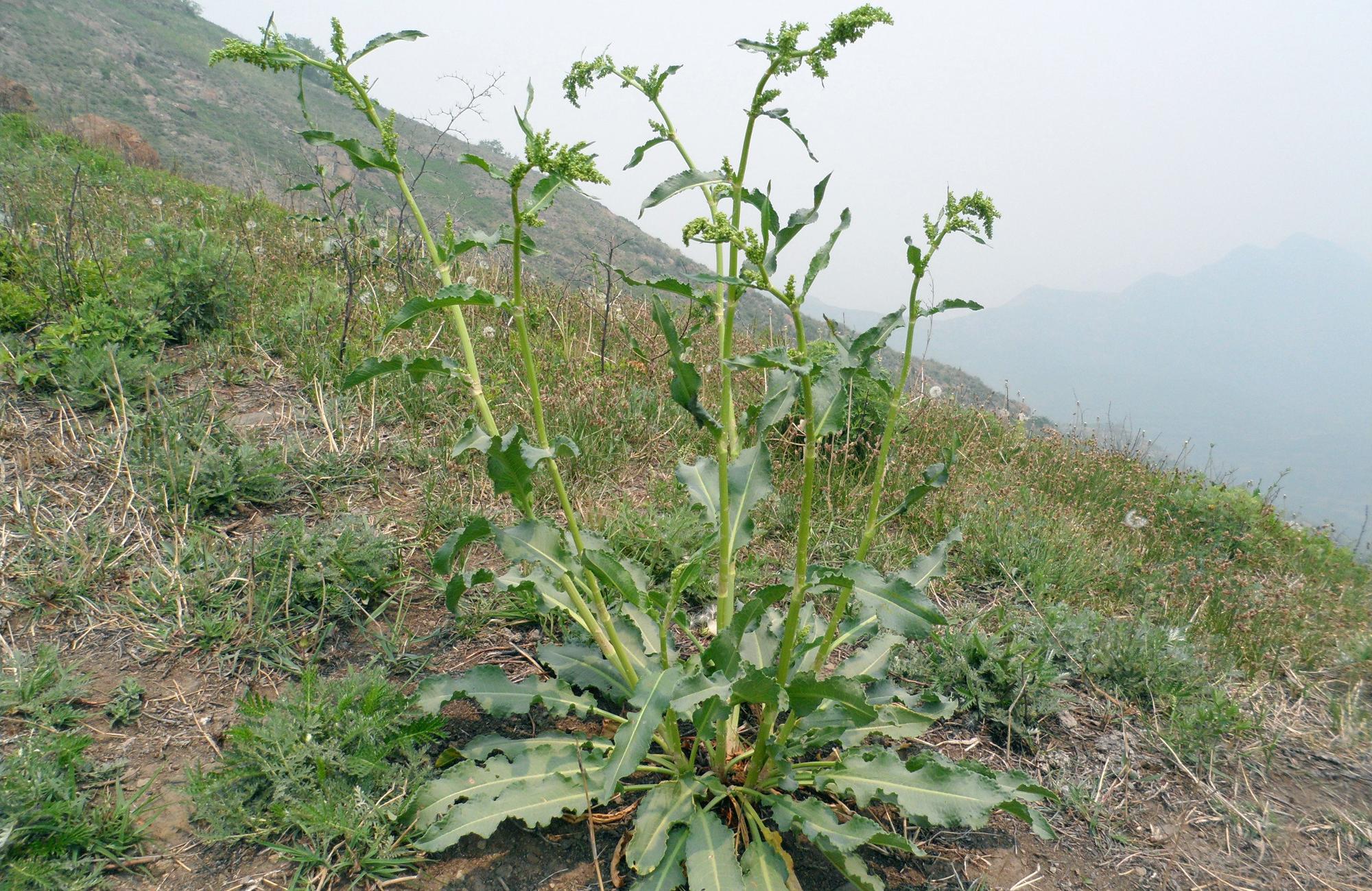 酸模根的药用价值图片