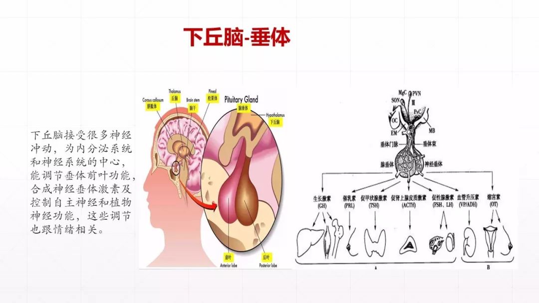 大脑边缘系统结构图片