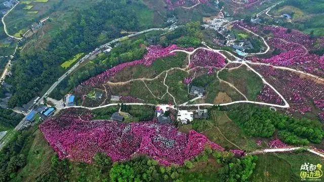 地址:成都市大邑縣金星鄉桃花寨門票:免費自駕