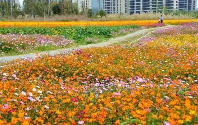 公園中山橫欄鎮2019年中山市橫欄鎮櫻花旅遊季啟動除了櫻花還有玫瑰