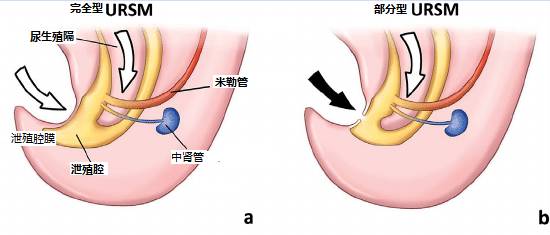 泄殖腔孔图片