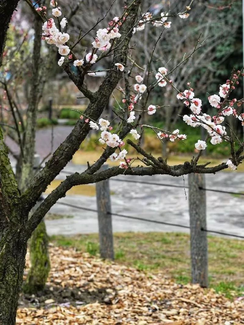 嶙峋傲骨图片