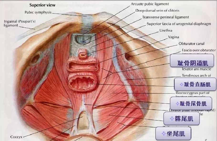 提肛肌解剖图片