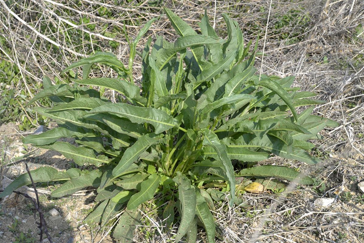 原创俗称野菠菜曾是穷苦人的救命菜殊不知根含黄金价值珍贵