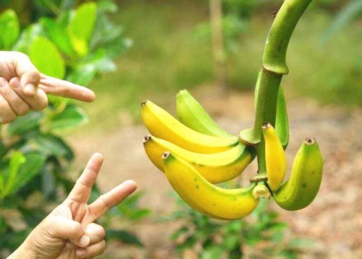 香蕉施肥烧根图片图片