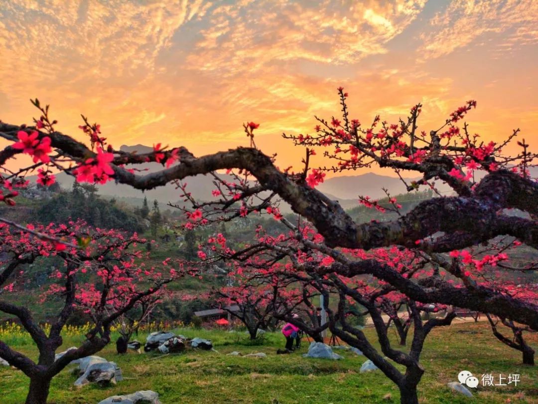 2022 广东连平桃花节图片