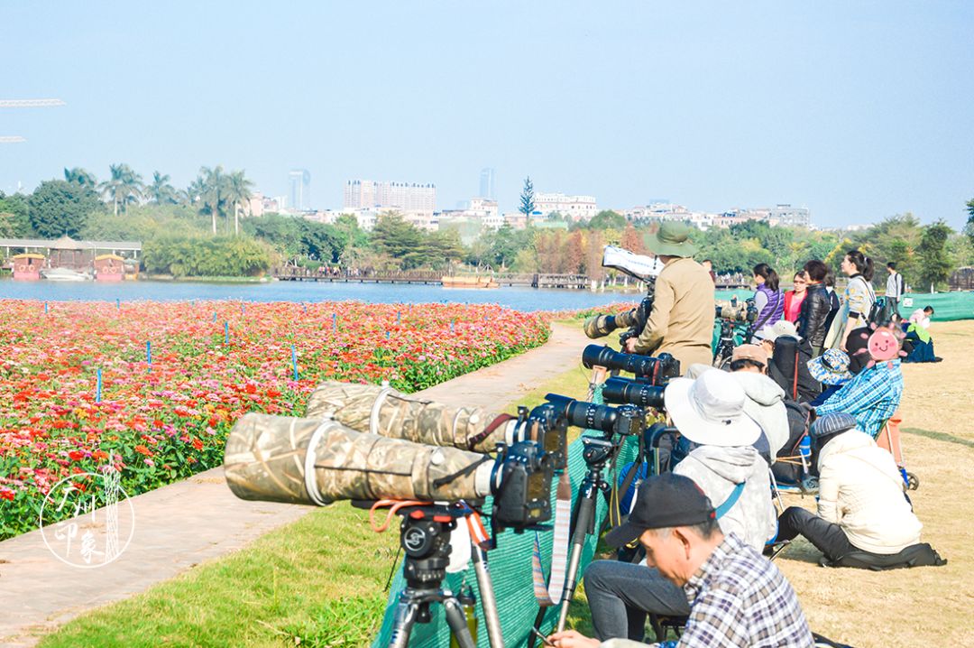 雲臺花園 鬱金香去雲臺花園看鬱金香花海呀!