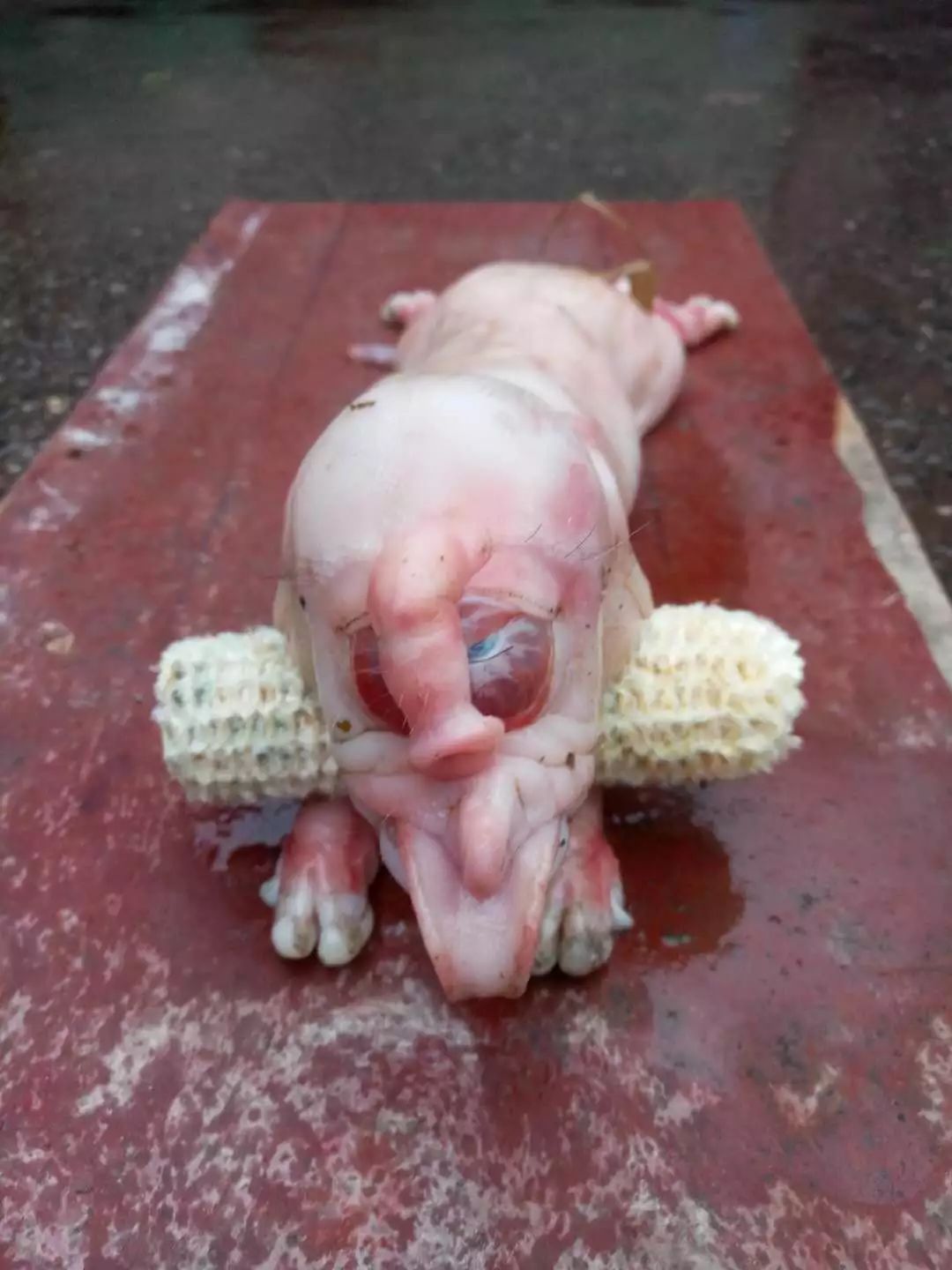 小香猪刚出生的图片图片