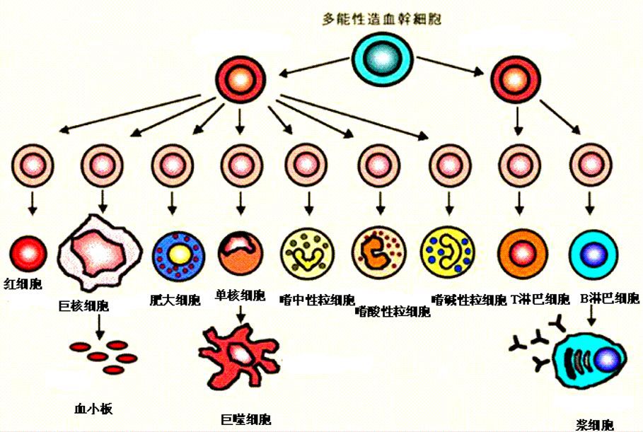 但造血干细胞(白细胞由造血干细胞分化而来)可以,它可以分化成白细胞