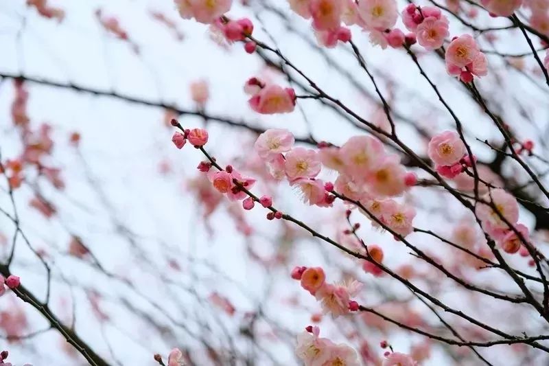 近在家门口,上虞丰惠三溪村已成花海!美哉!_梅花