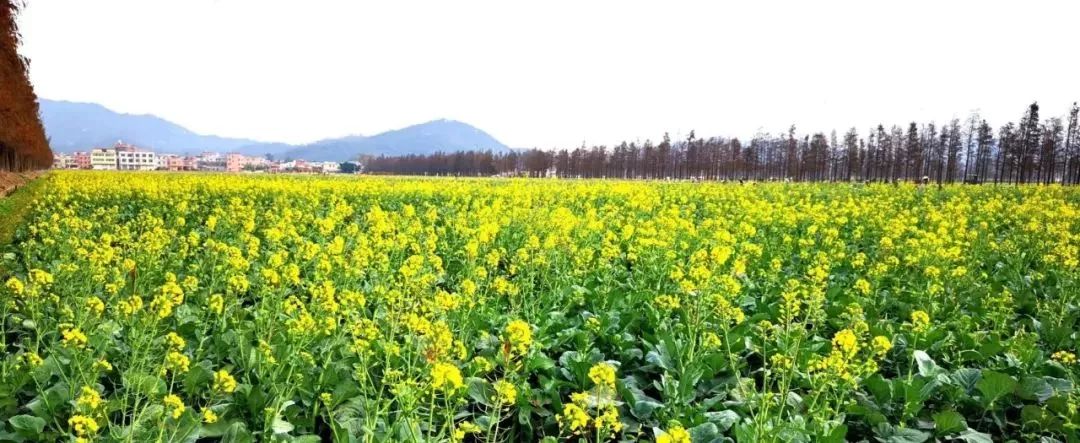 丛间蝶舞蜜蜂忙 清风吹拂金波涌 飘溢醉人浓郁香 近几年斗门的油菜花