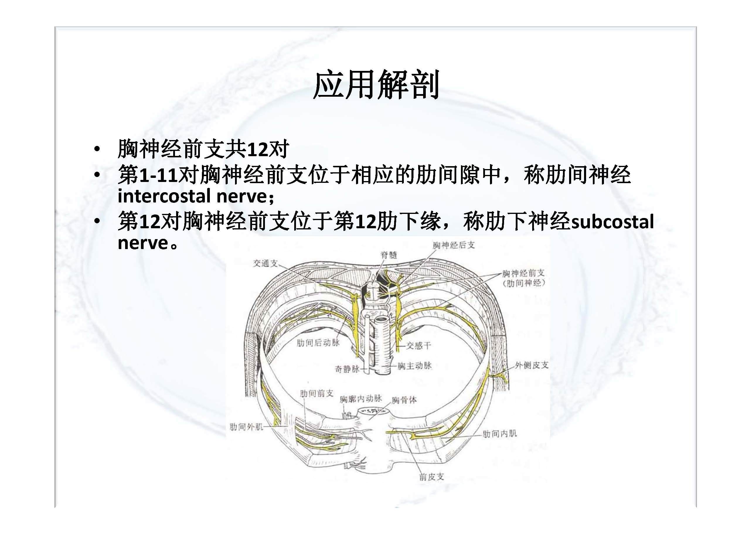 胸椎旁神经阻滞图片