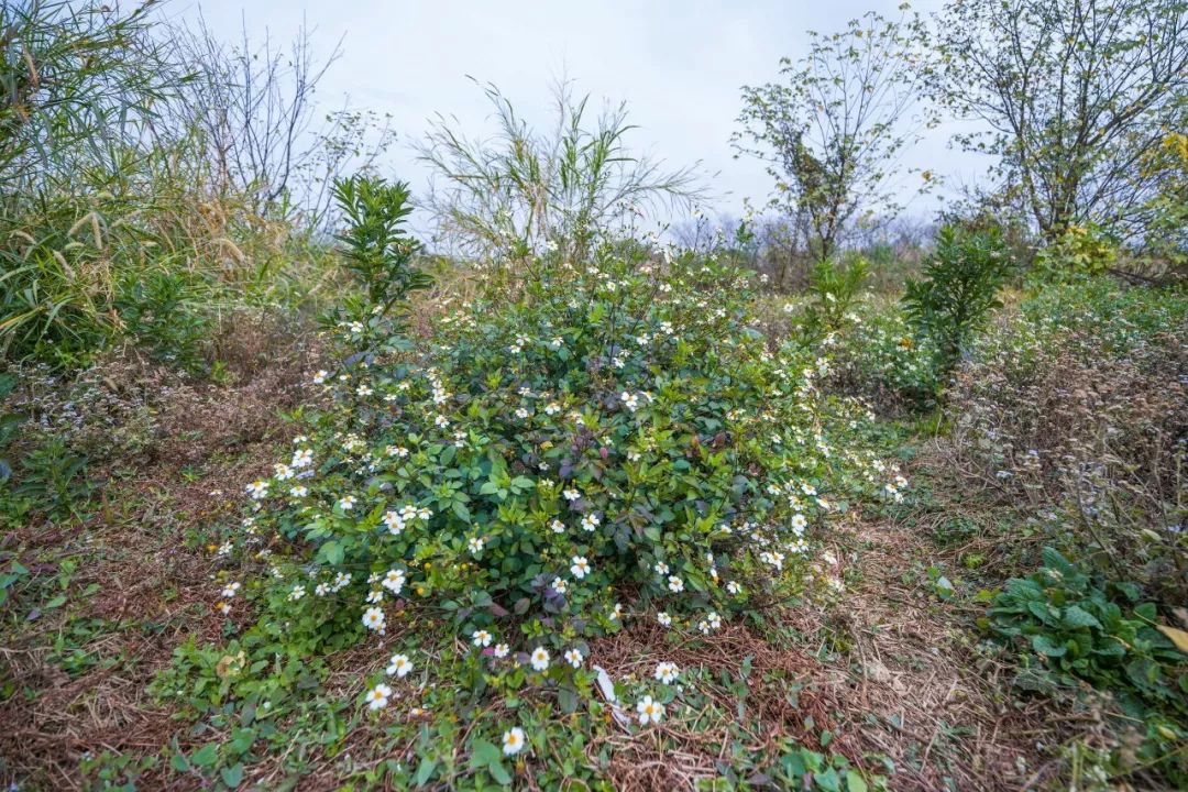 高明这个原生态小岛野花遍地鹭鸟翩飞地址在