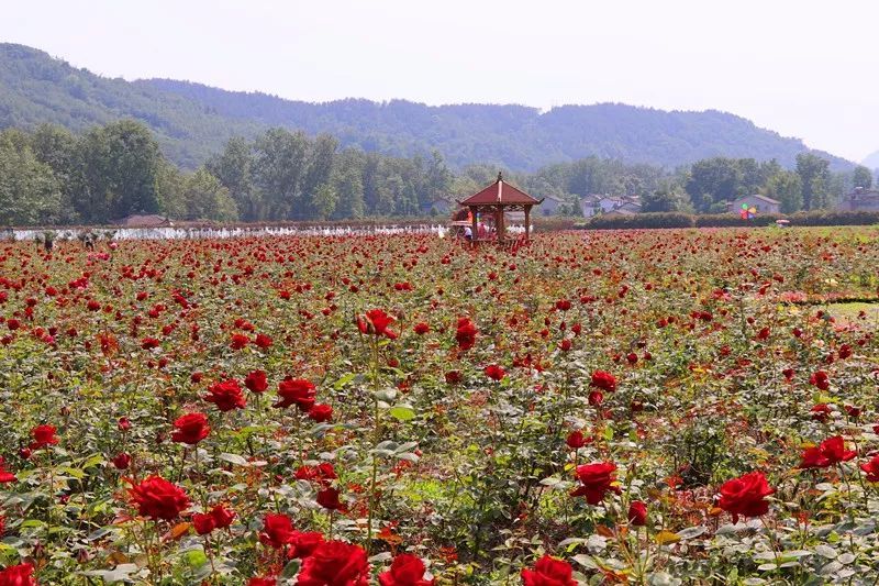 玫瑰,樱花整片开放,花期可赏 交通指南 地址:四川省绵阳市江油大康镇