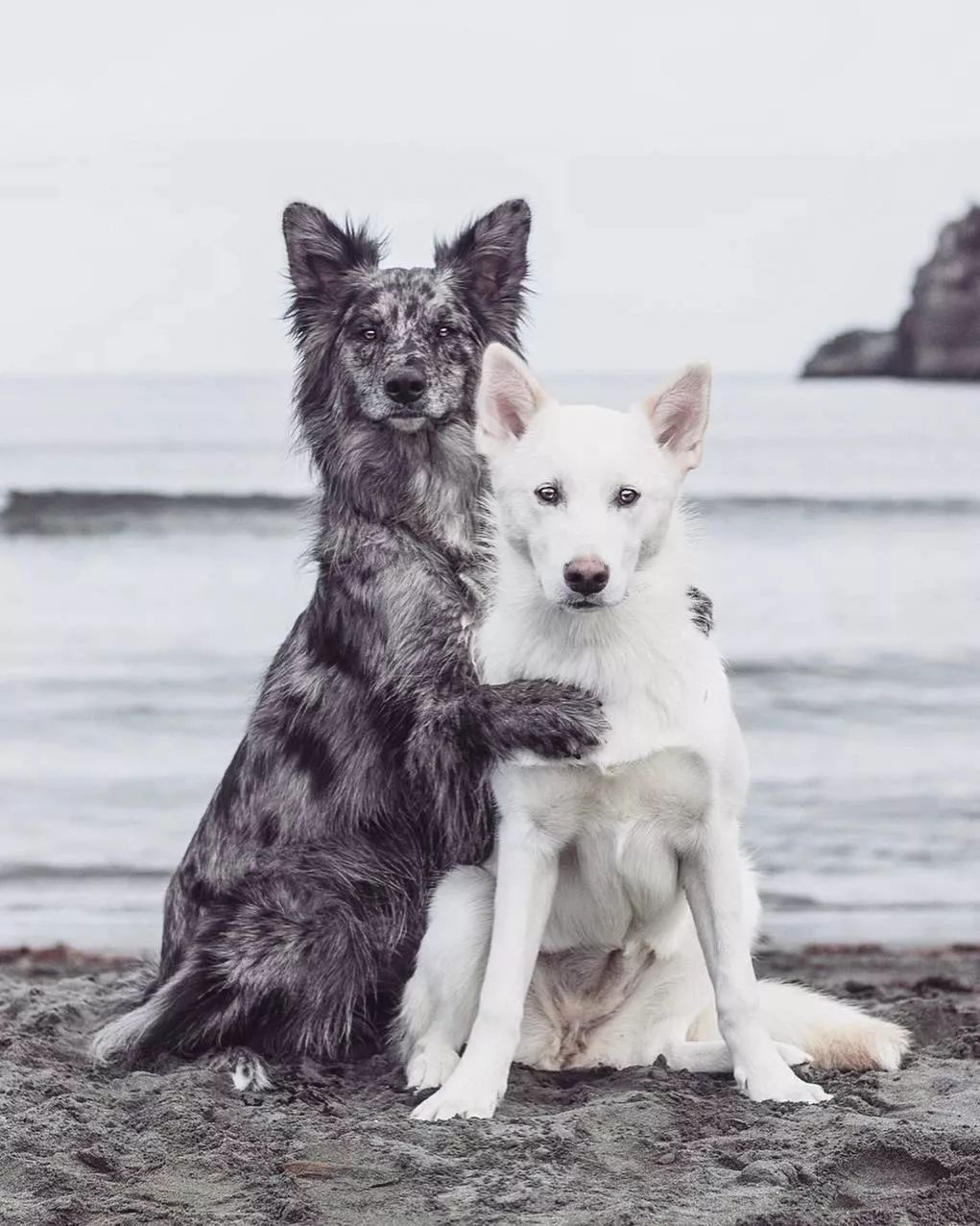 两只狗抱在一起的图片图片