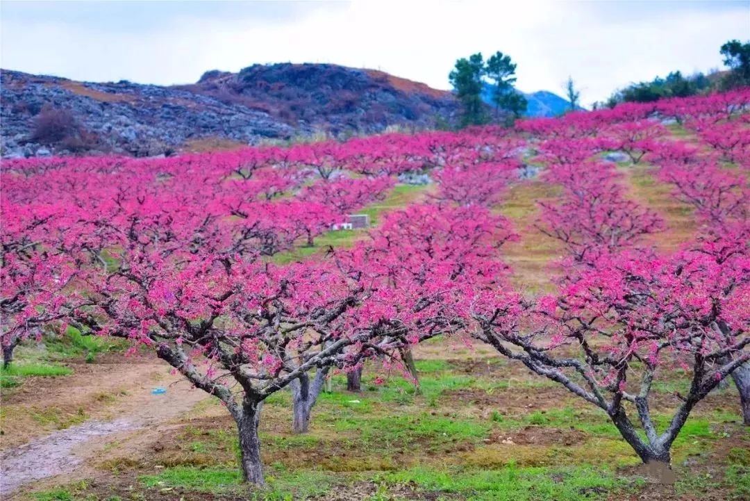 萬畝桃花又雙叒叕要盛開啦2019連州桃花節還不趕緊去看看