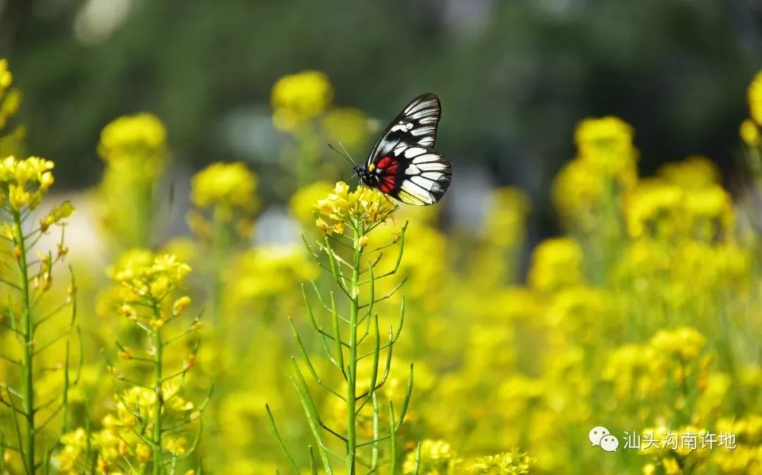 汕头东湖油菜花图片