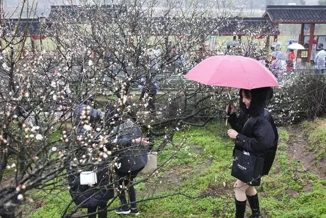 近在家门口,上虞丰惠三溪村已成花海!美哉!_梅花