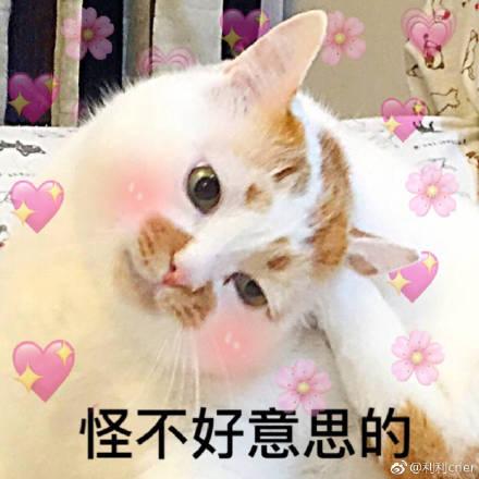 猫咪表情包骗你是小猫