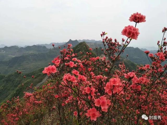 秀show丨第一百七十三期马冬生诗歌在牛角山感悟映山