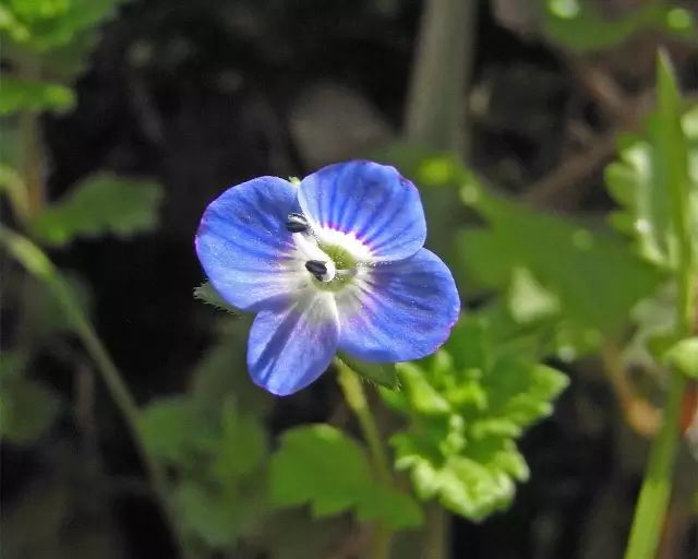 2月17日水瓶星座花金线番红花野草花