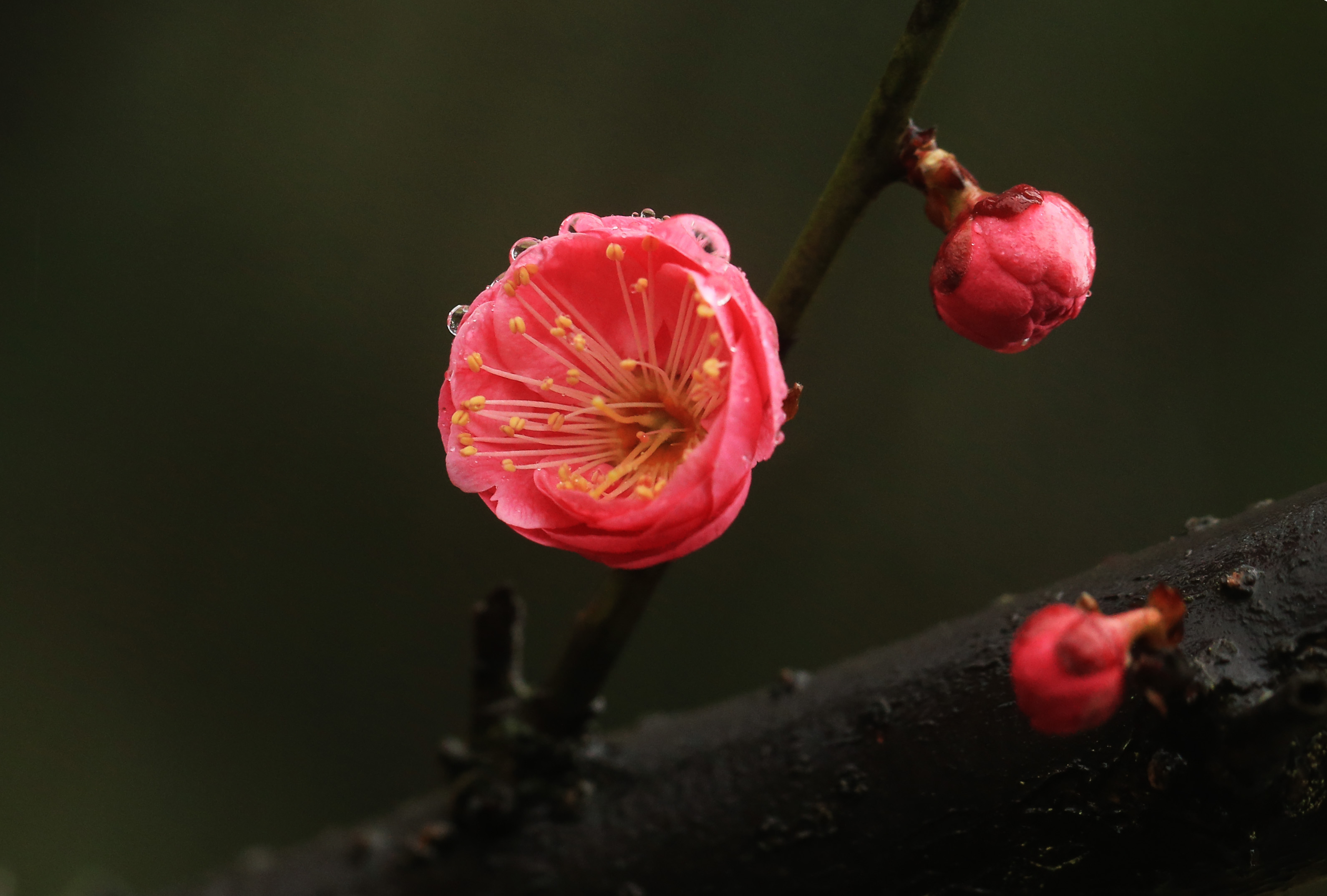 雨中的梅花摄影图片图片