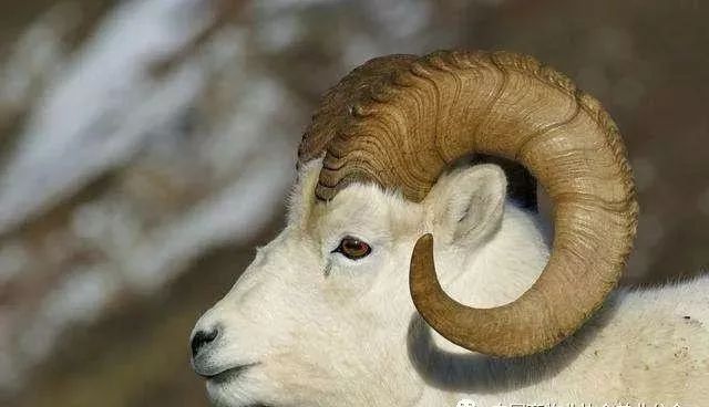 远古时代的羊长什么样图片