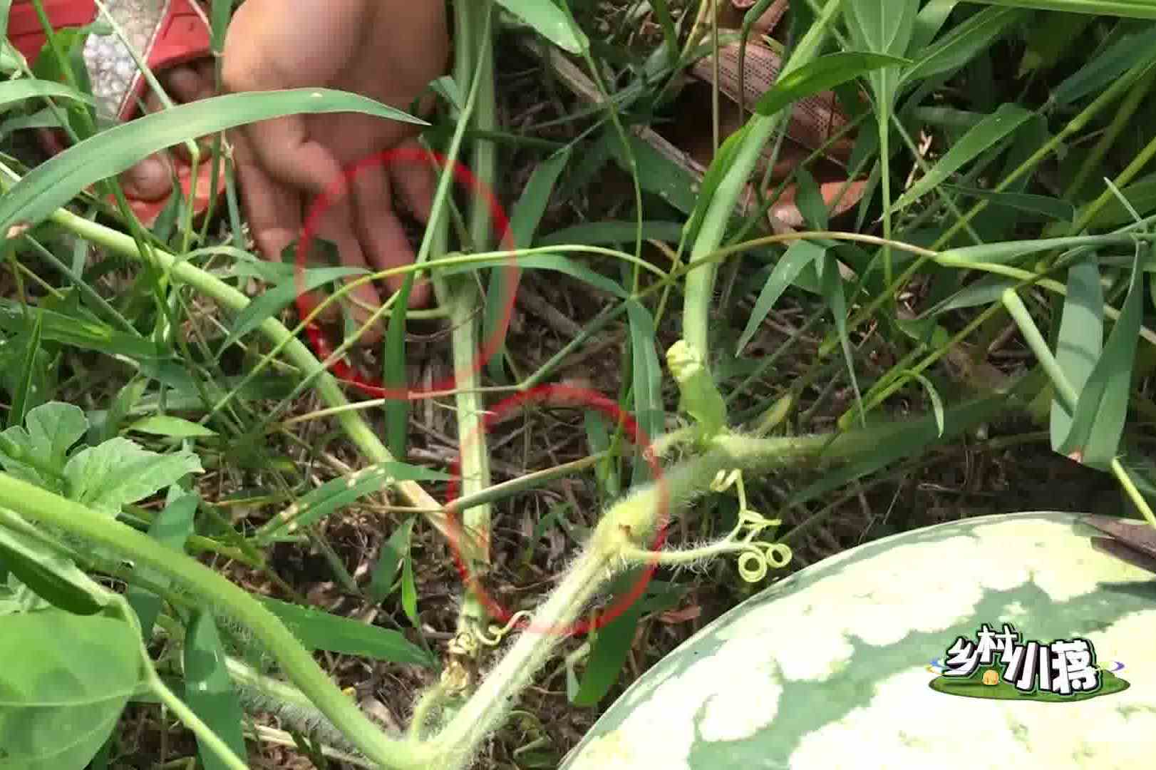 手拍西瓜就能分辨熟不熟那不靠譜農村媽媽用一招就教會了小蔣