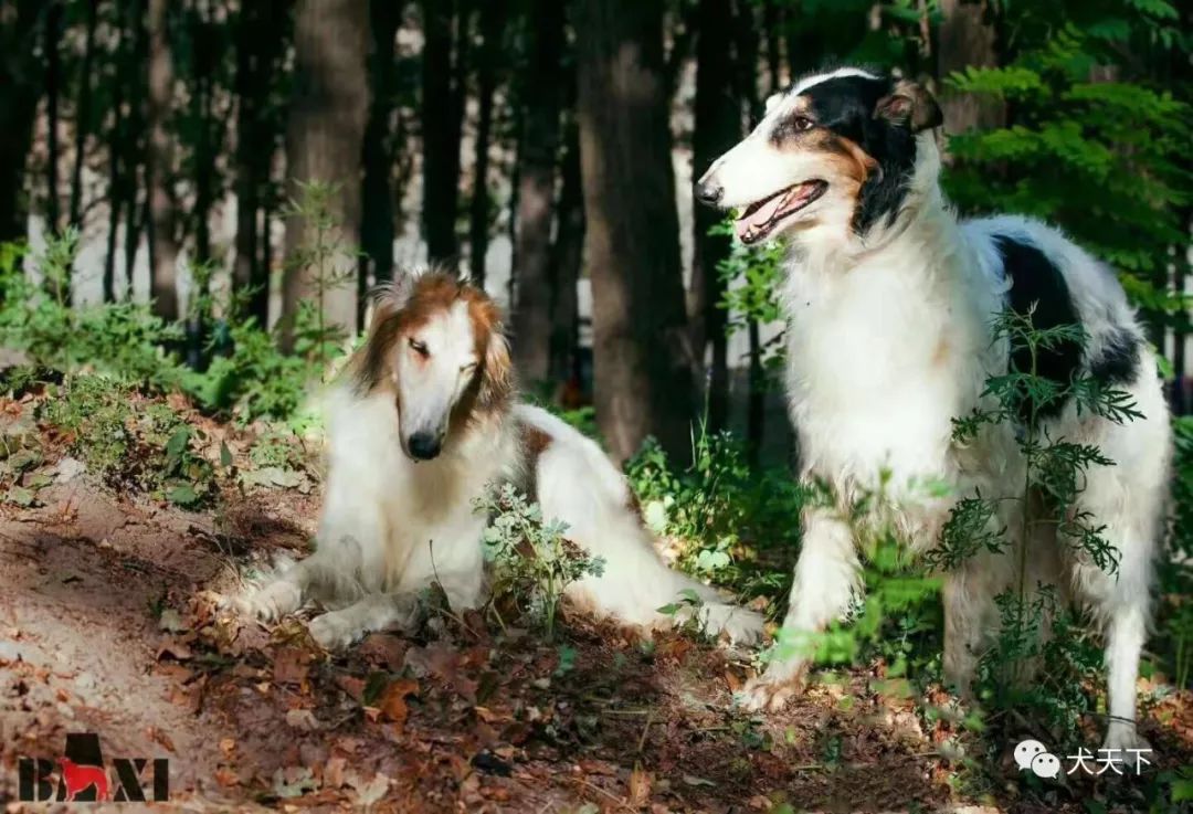 視頻2019年西敏寺犬展蘇俄獵狼犬bob由八喜犬舍特約點播