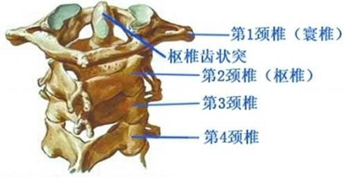 颈椎3一7突出位置图图片