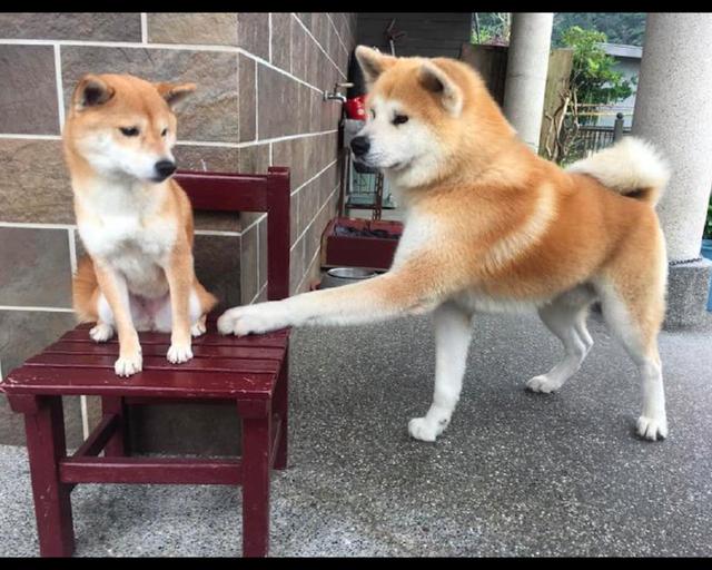 当柴犬遇到了秋田犬后