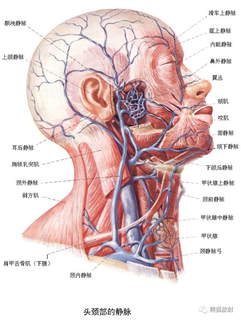 人体脖子血管结构图图片