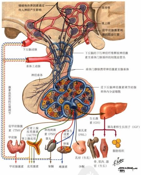 【临床技能】经蝶垂体腺瘤手术的麻醉管理