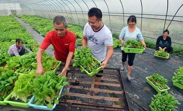 這4個項目做得好,可以幫助農村人發家致富