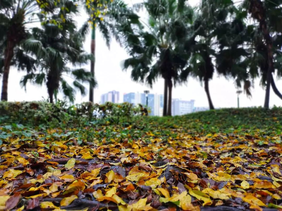 雨水將葉子打落,麗江花園沿江的道路上種了不少大葉榕,上演了一幅落葉