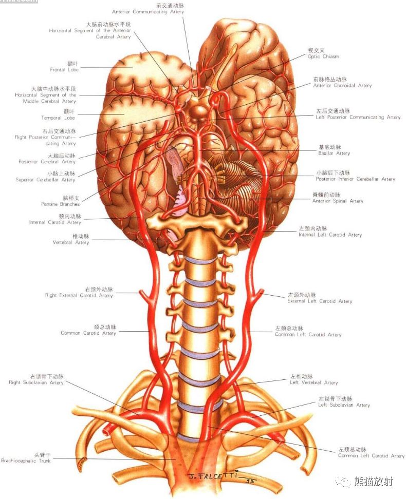 解剖丨头颈部血管