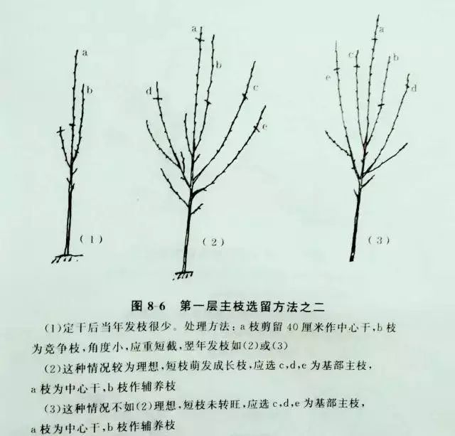 秋月梨树冬季修剪技术图片