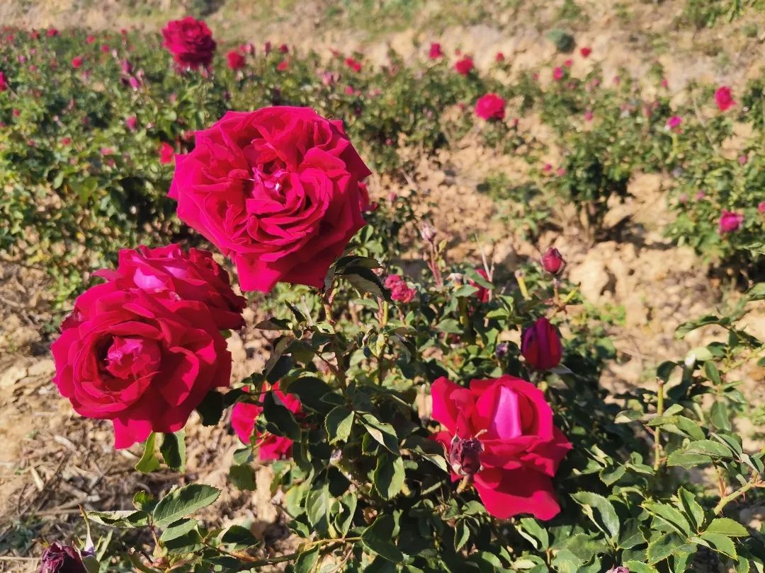 本次玫瑰花节带来六大主题活动