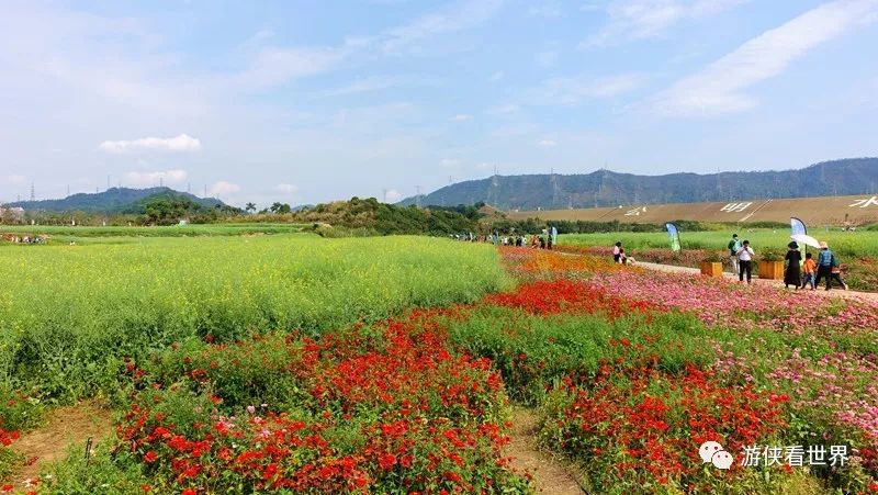 深圳:光明小鎮歡樂田園 兩千畝花海實力霸屏 明年春天約嗎?