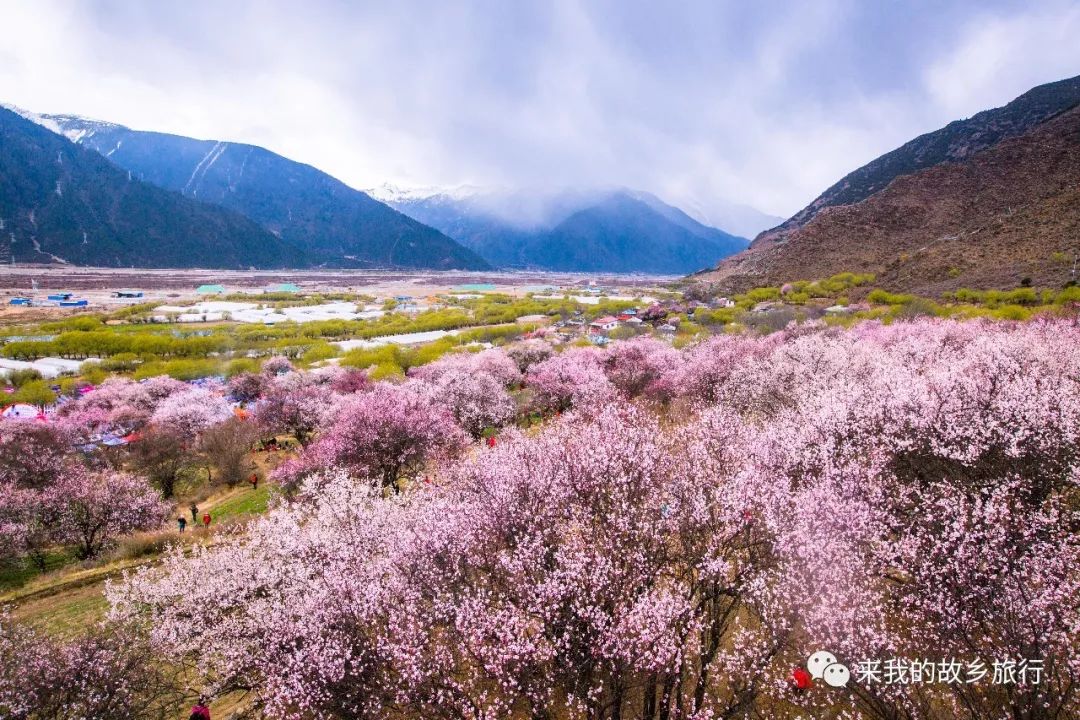 西藏林芝到林芝体验一回人间仙境邂逅一片桃色的花海