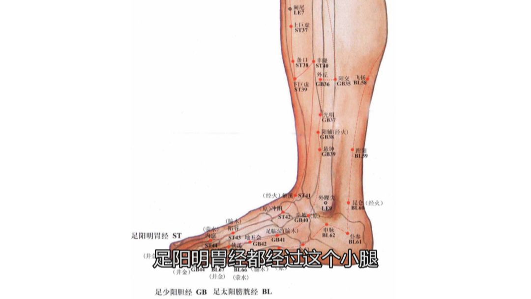 小腿反射区 外侧图片